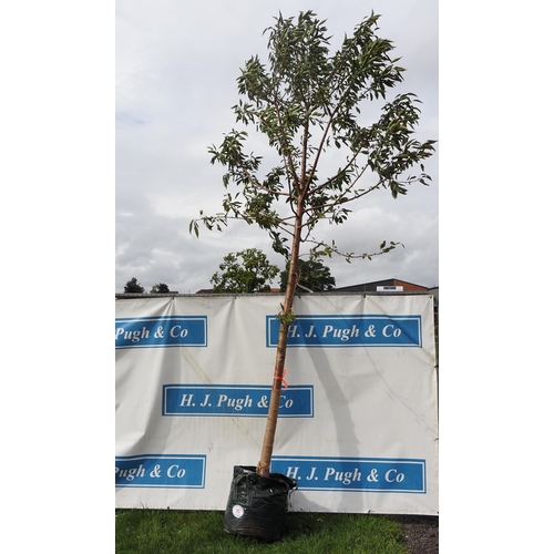 70 - Prunus Plena 16ft