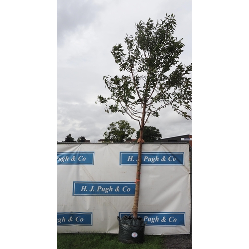 72 - Prunus Plena 16ft