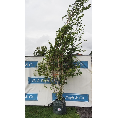 73 - Betula Utilis 14ft