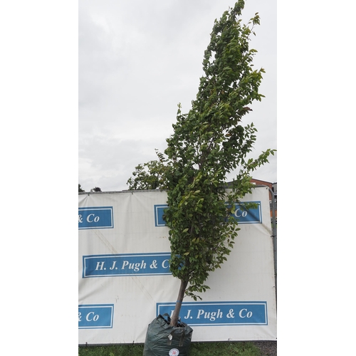 74 - Carpinus Betulus 16ft