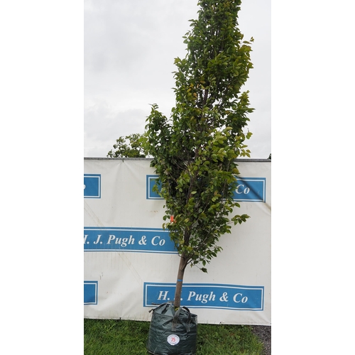 75 - Carpinus Betulus 16ft