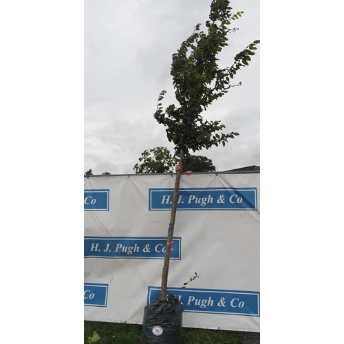 76 - Carpinus Betulus 16ft