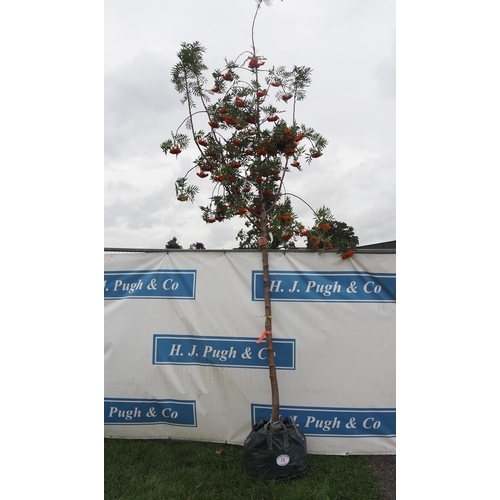 78 - Sorbus Olympic Flame 14ft