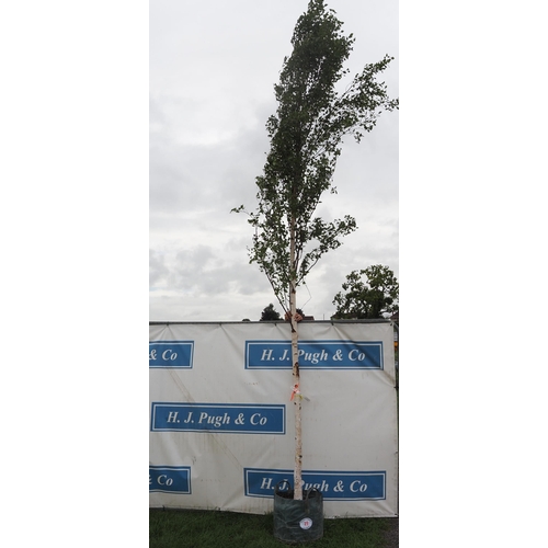 79 - Betula Pendula 18ft