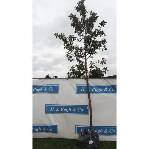 80 - Sorbus Brouwers 14ft