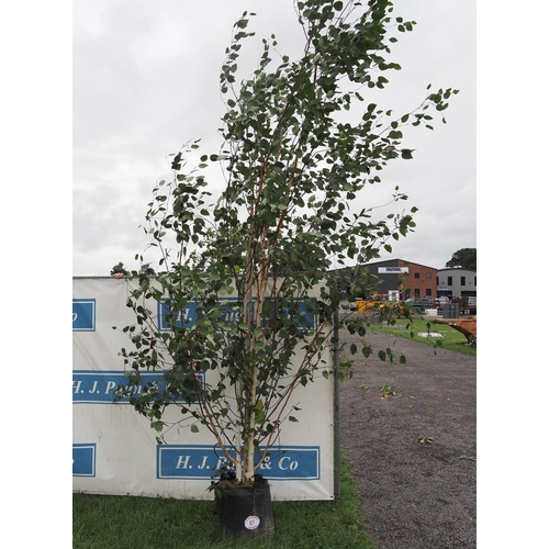 81 - Betula Utilis 14f