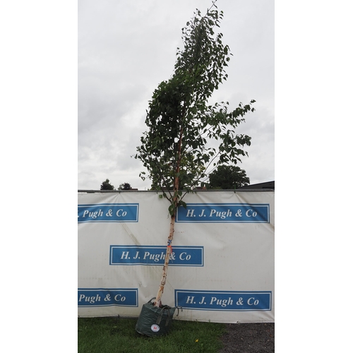 84 - Betula Fascination 14ft