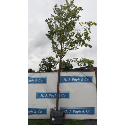 87 - Tilia Tomentosa 20ft