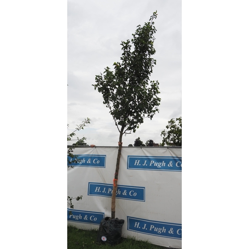 90 - Pyrus Calleryana 14ft