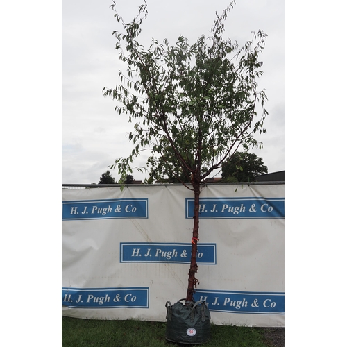 94 - Prunus Serrula 12ft