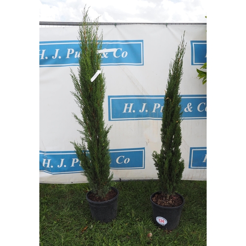 134 - Cupressus - 2