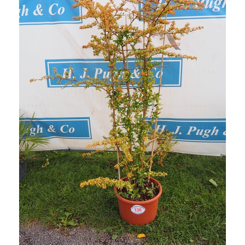 138 - Pyracantha climber