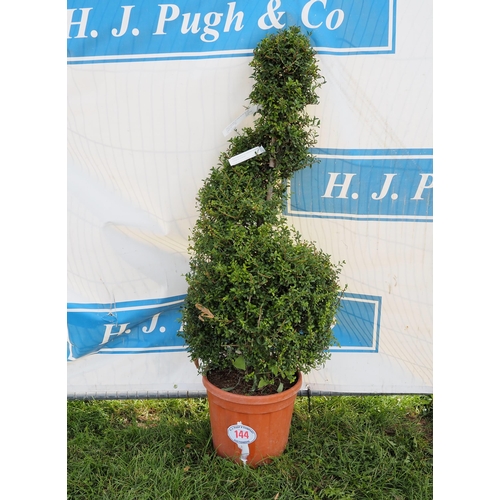 144 - Ligustrum