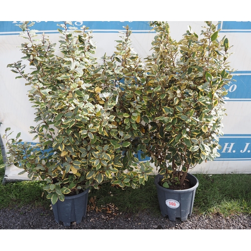 146 - Elaeagnus - 2