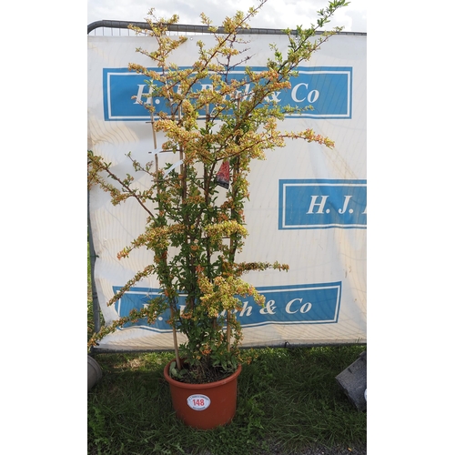 148 - Pyracantha climber