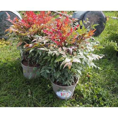 173 - Nandina - 5