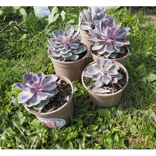 187 - Echeveria - 5