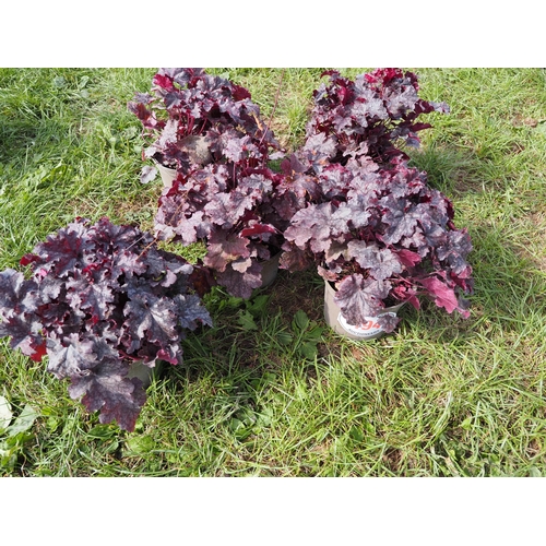 194 - Heuchera - 5