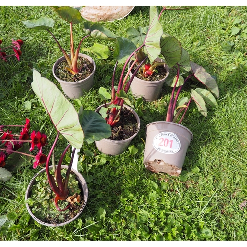 201 - Colocasia - 5