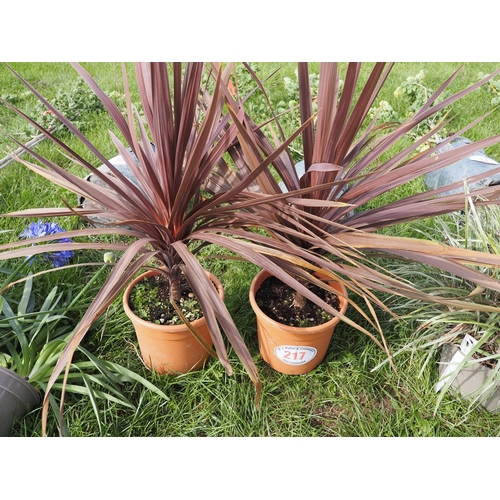 217 - Cordyline - 2