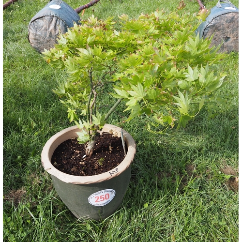 250 - Acer in glazed pot