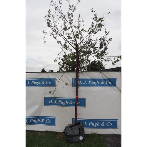 95 - Prunus Serrula 12ft