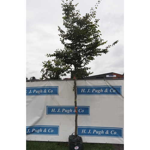 96 - Carpinus Betulus 14ft