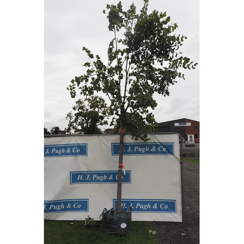 97 - Tilia Tomentosa 20ft