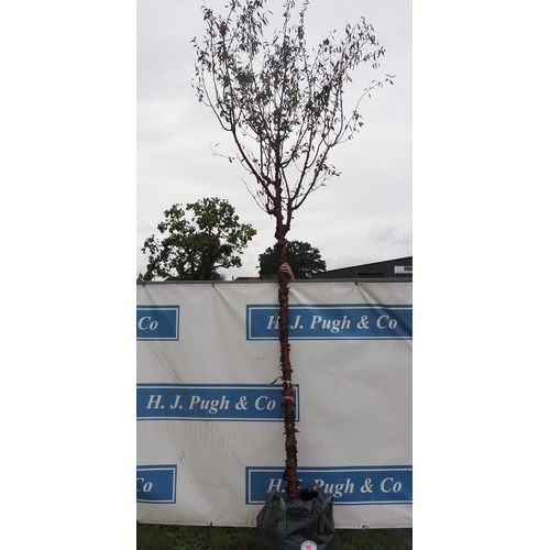 98 - Prunus Serrula 14ft