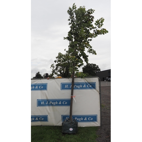 99 - Tilia Tomentosa 20ft