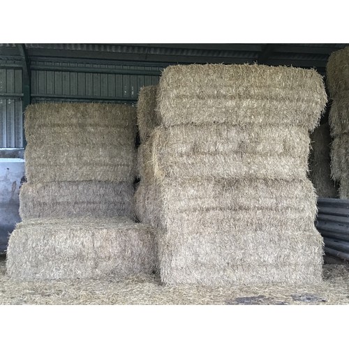 130 - 40 Big square bales of 2021 wheat straw. Barn stored