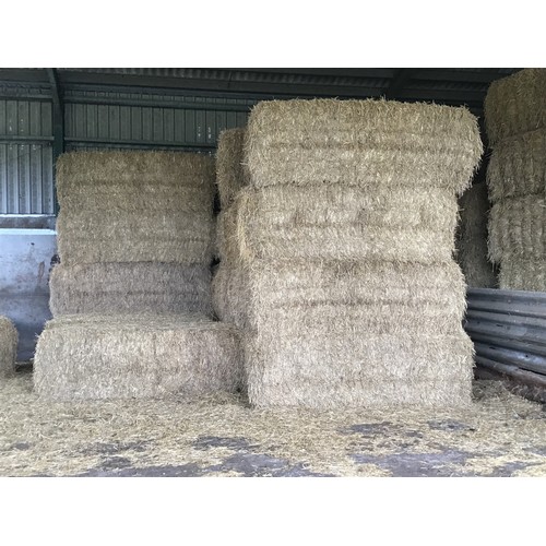 130A - 40 Big square bales of 2021 wheat straw. Barn stored