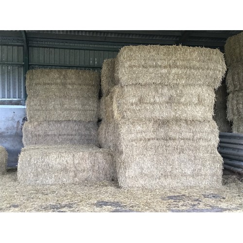 130B - 40 Big square bales of 2021 wheat straw. Barn stored