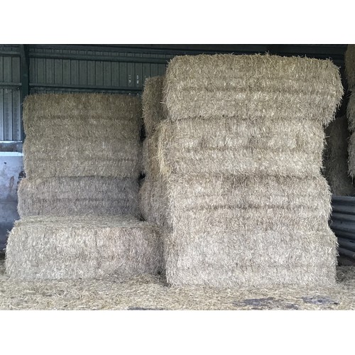 130C - 40 Big square bales of 2021 wheat straw. Barn stored