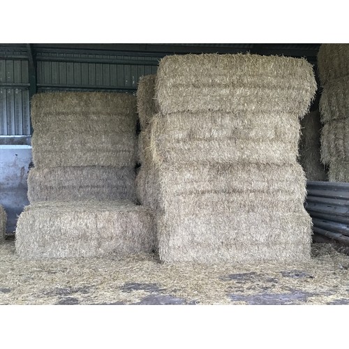 130D - 10 Big square bales of 2021 wheat straw. Barn stored