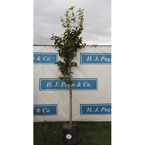 102 - Hornbeam 12ft