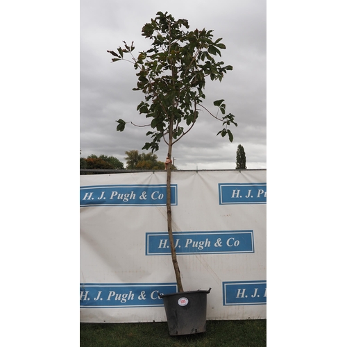 105 - Horse Chestnut 14ft