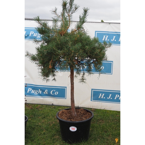 108 - Shaped Fir 6ft