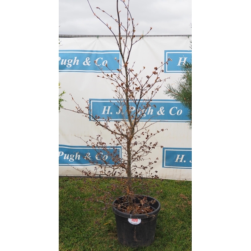 109 - Purple Beech 6ft