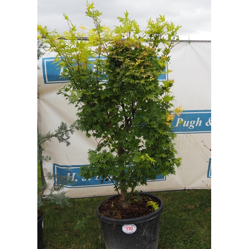 110 - Acer 6ft