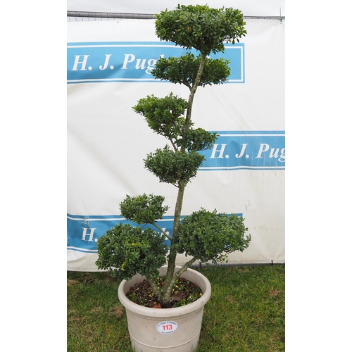 113 - Ilex Crenata 6ft