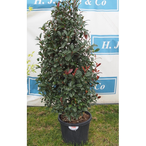 114 - Photinia 5ft