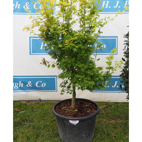 115 - Acer 6ft