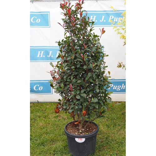 116 - Photinia 5ft