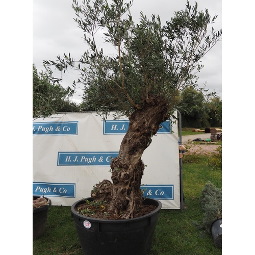 128 - Ancient Olive tree 10ft