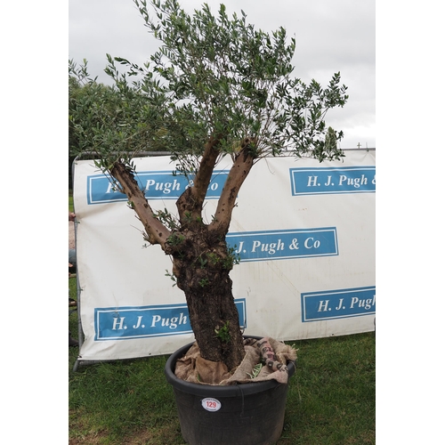 129 - Ancient Olive tree 8ft