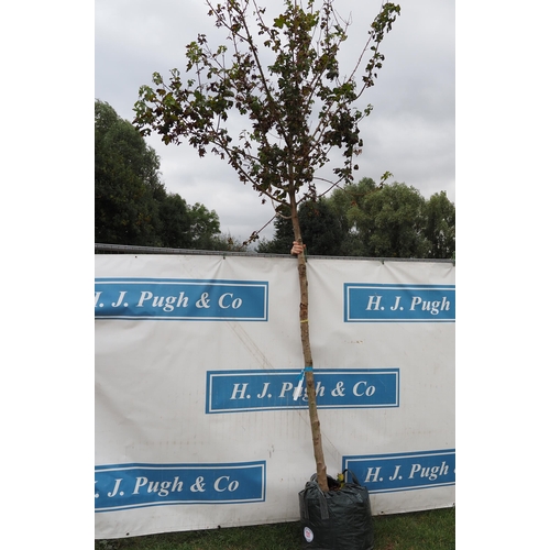 131 - Acer Campestre 14ft