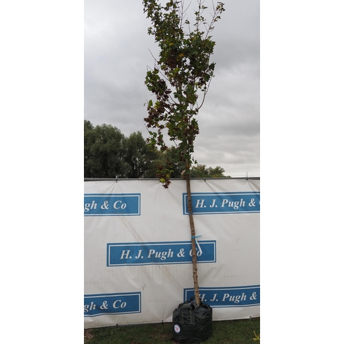 134 - Acer Campestre 14ft