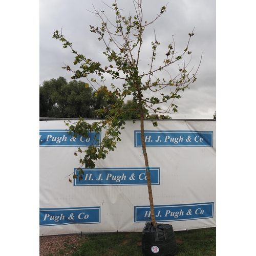 135 - Acer Campestre 14ft