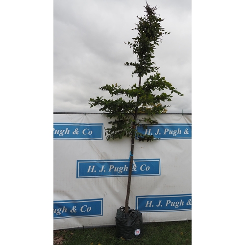 138 - Carpinus Betulus 12ft